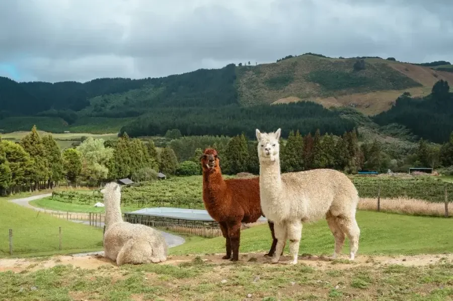 Three alpacas in front of a lush vineyard with rolling green hills under a cloudy sky