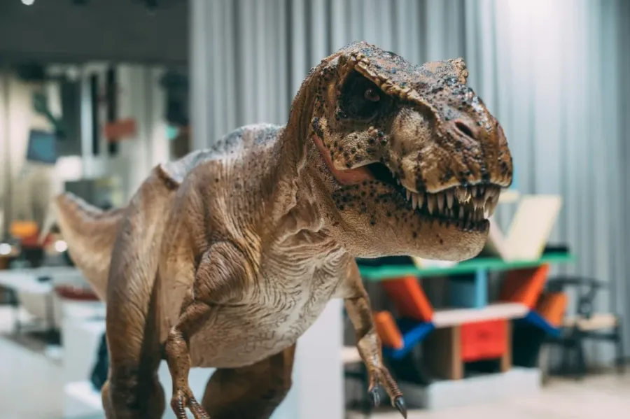 A detailed Tyrannosaurus rex model on display at a museum exhibition